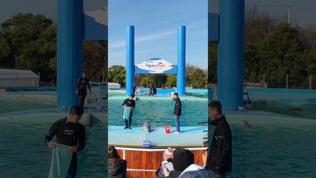 SHOW DE DELFINES 1- Dolphin show. palabas ng dolphin. نمایش دلفین. Шоу дельфинов. Golfinhos