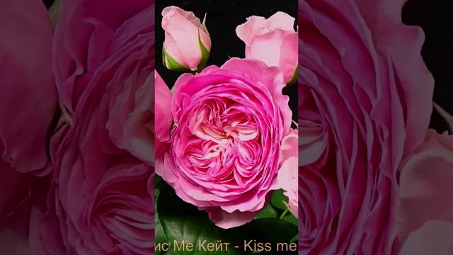 Роза Кис Ме Кейт - Kiss me Kate ( Kordes  2005)