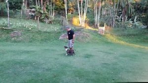 Training & Obedience .. Mini BULL TERRIER #bullterrier