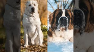 Алабай против сенбернар