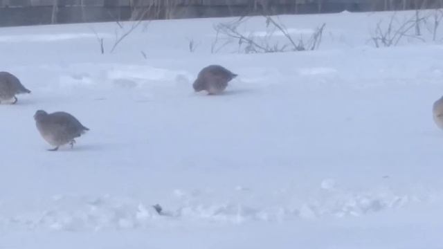 Дикие куропатки гуляют по улице смотреть онлайн