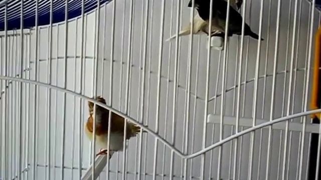 Pescarus japonez (mascul motat) - Lonchura Striata Domestica смотреть онлайн