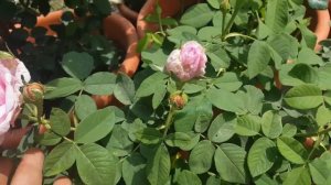 Comte de Chambord / Robert & Moreau 1858 - rosa antigua - rose - rosa - rosier