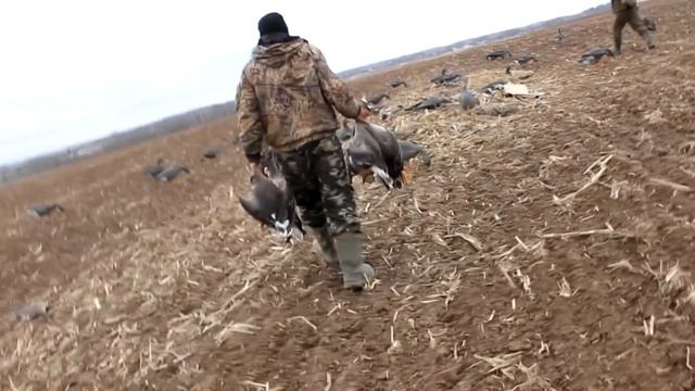 ГУСЬ 2022. ЛУЧШАЯ ОХОТА СЕЗОНА!!! КЛАССИКА-ГУСЬ С ЯБЛОКАМИ.