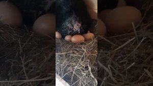 наседка , подкладка яиц. #наседка #доминанты #квочка