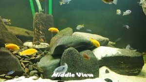 Labidochromis Caeruleus @ CichlidSpecies.com aka Yellow Lab or Electric Yellow or Perl Labidochromi