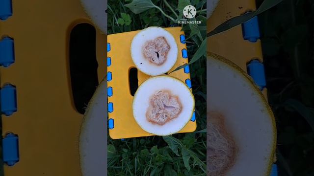 Дыни начали гнить