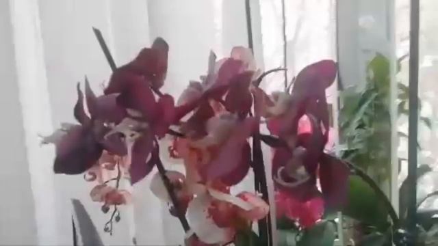 Орхидеи для бухгалтера в их день смотреть онлайн