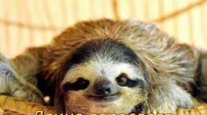 Ленивцы#красная книга #тропики