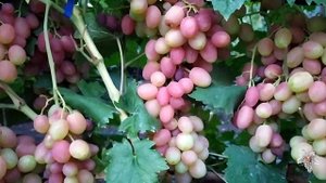 Виноград Ксения. Урожай