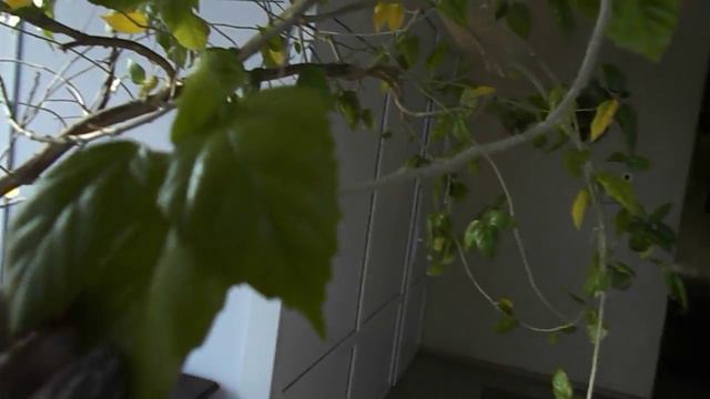 Дом народной культуры и творчества "Сокол" (2) смотреть онлайн