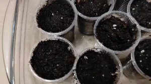 Перец. Выращивание. Благоприятная Температура для Проращивания семян Сладкого Перца.