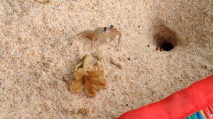 крабик дарит цветок