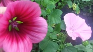 Выращивание на приусадебном участке малопы и лаватеры без рассады, полива и подкормок.