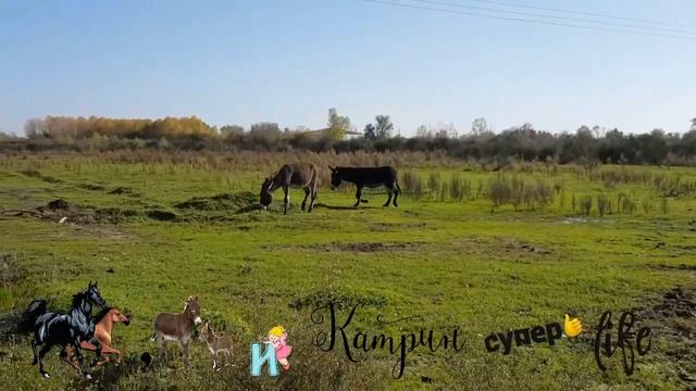 хочу МУЛА // купил ОСЛА, но не получается //ЧТО ДЕЛАТЬ ? смотреть онлайн