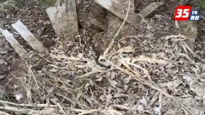 В Вологодской области проснулись ядовитые змеи