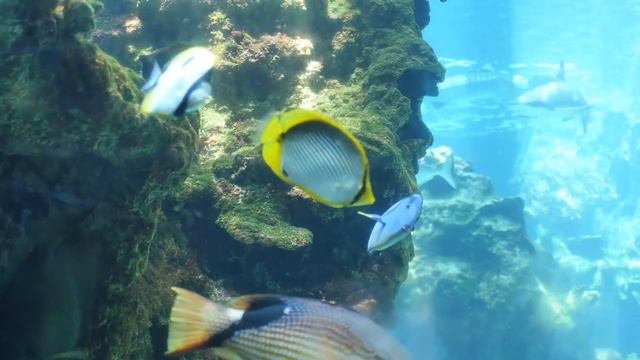 Stunning Aquarium & The Best Relax Music 2 Hours Sleep Music HD 1080P смотреть онлайн