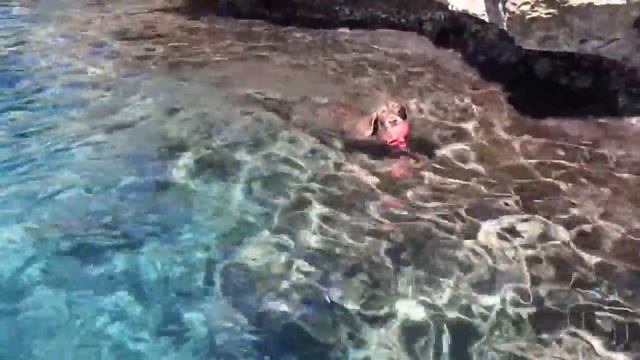 2014 - UFFA WEIMARANER - VITA DA CANI 1 смотреть онлайн