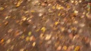 Я топчусь босиком по грязи : ) в УДИВИТЕЛЬНОМ лесу.