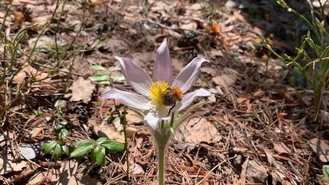 ПРОСТРЕЛ или СОН-ТРАВА-свой среди чужих. Лес в подснежниках. С ДНЁМ ПОДСНЕЖНИКА❗️❗️❗️ смотреть онлайн