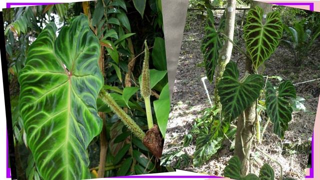 Топ-виды Филодендрона для выращивания дома смотреть онлайн