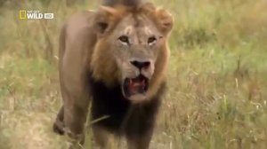 История лев мир животные