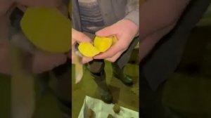 Картофель сорт Вега