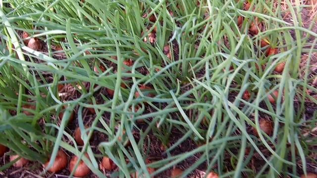 Выращивание лука на перо / Самый лучший способ выращивания лука на зелень /Что посадить в сентябре смотреть онлайн