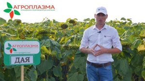 Засухоустойчивый гибрид подсолнечника ДАЯ