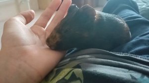 Морская свинка лижет руку