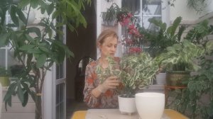 ПЕДИЛАНТУС /УХОД ,ПЕРЕСАДКА