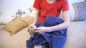 С собой, пожалуйста! Как завернуть кота?