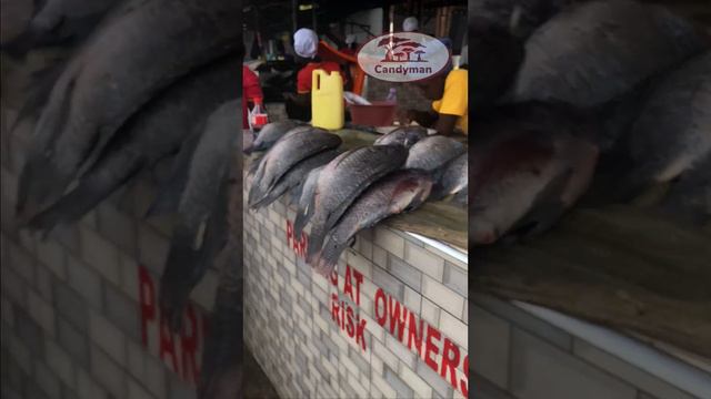 Local  fish store