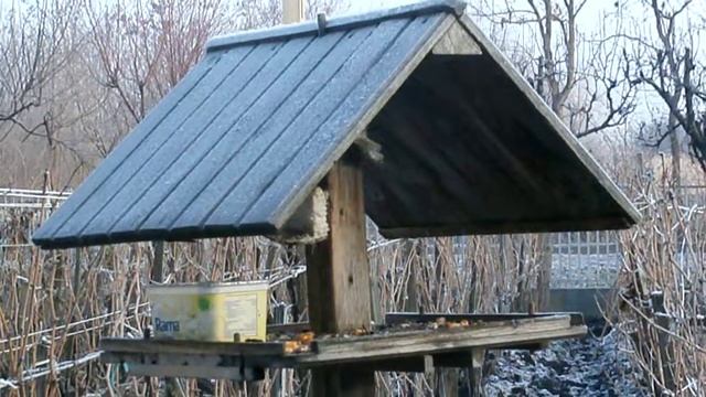 Néhány cinegemadár (is), "птичек -прыг-прыг:):)" смотреть онлайн