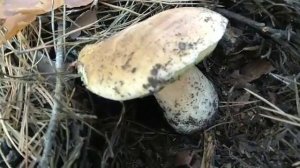 Белые грибы, где и как растут.