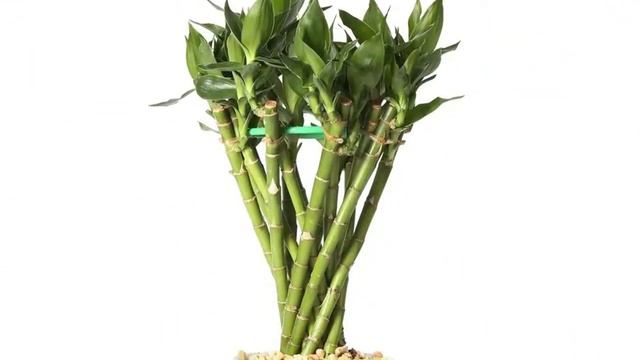 7 Plants That Attract Positive Energy In Your Home And Office смотреть онлайн