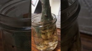 Адениум .Как реанимировать.