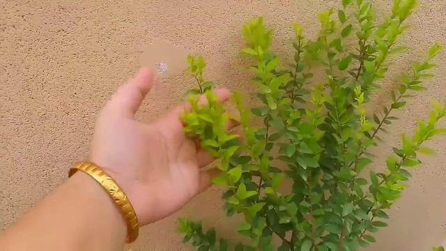 Mysterious Fragrant Biblical Myrtle Tree ||How To Grow,Care Myrtus Communis Plant||#gardening,myrtl