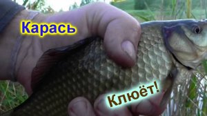 Поплавок Карась Июль