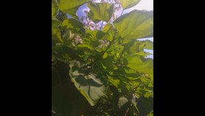 Осень. В.Козин.