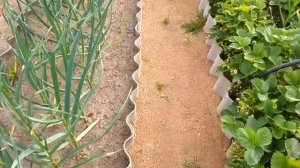 Работы на участке.Какая клубника вкуснее.."Альпийская горка".