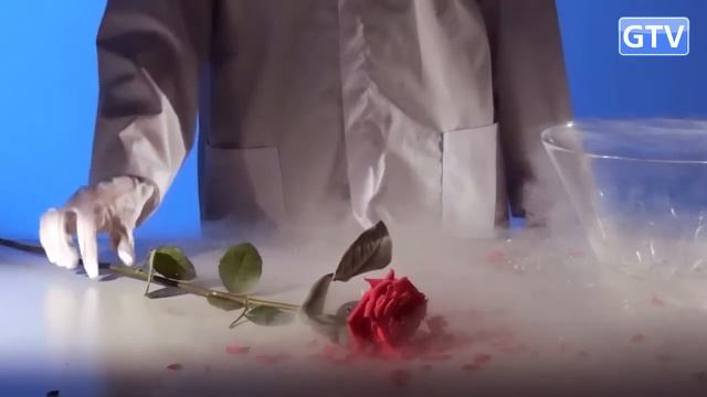 Роза и криогенная заморозка - опыты с жидким азотом смотреть онлайн