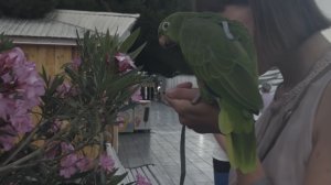 я и мой зелёный попугай | часть VII