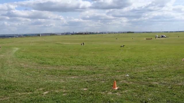 Родезийский риджбек PODAROK IZ AFRIKI LAKESHA IMANI (К) - TINA TRADING MONA (Б). ЧРКФ Суханово 2019 смотреть онлайн