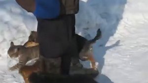 Кот гоняет собак