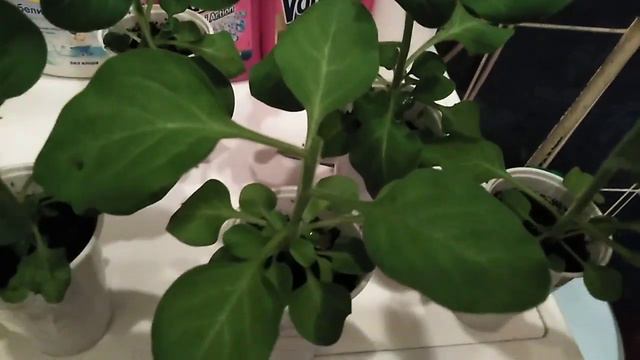 Черенкование петуний! смотреть онлайн