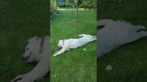 Герда подголянская горная татранская овчарка очень любит груши