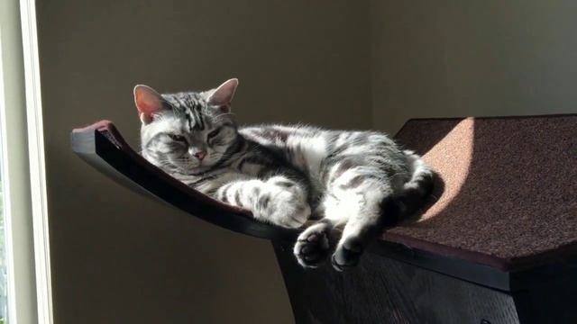 Породы кошек для квартиры | Cool Cats