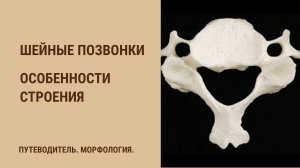 Шейные позвонки - особенности строения.