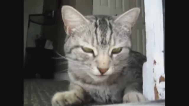 КОТЯТА УЖАСНО ЗЕВАЮТ l Это нужно ВИДЕТЬ! смотреть онлайн